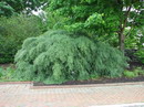 purple willow